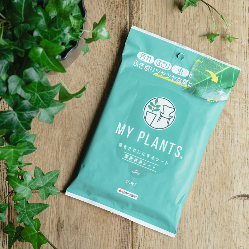 MY PLANTS/葉をきれいにするシート | 青山フラワーマーケット｜花束