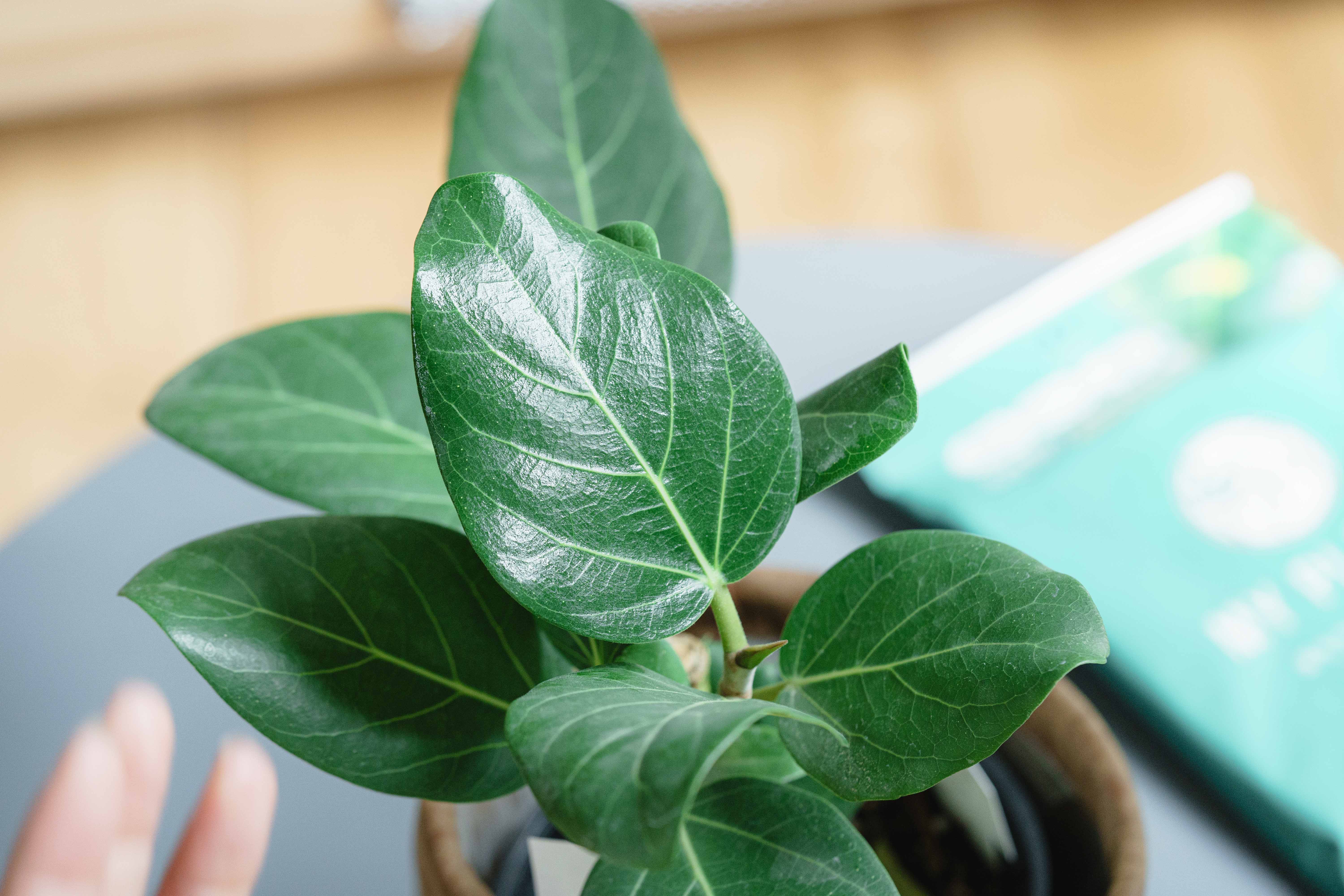 青花 葉形 三足 筆洗 匙付(A887) MY PLANTS/葉をきれいにするシート | 青山フラワーマーケット｜花束