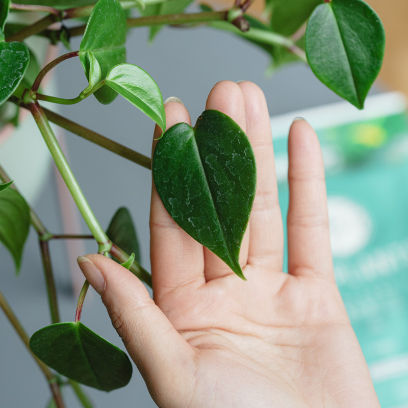 MY PLANTS/葉をきれいにするシート | 青山フラワーマーケット｜花束