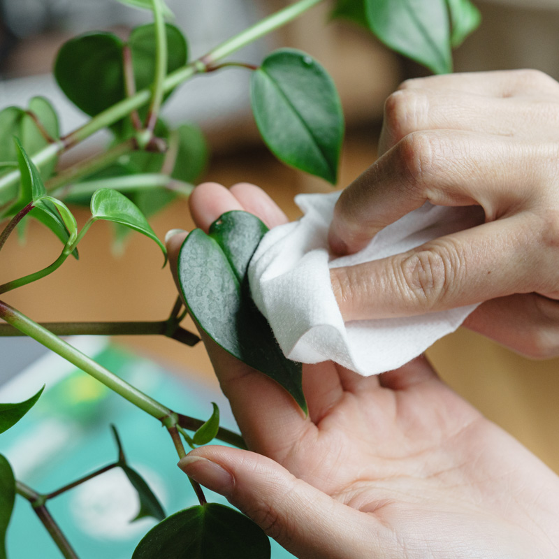 MY PLANTS/葉をきれいにするシート | 青山フラワーマーケット｜花束