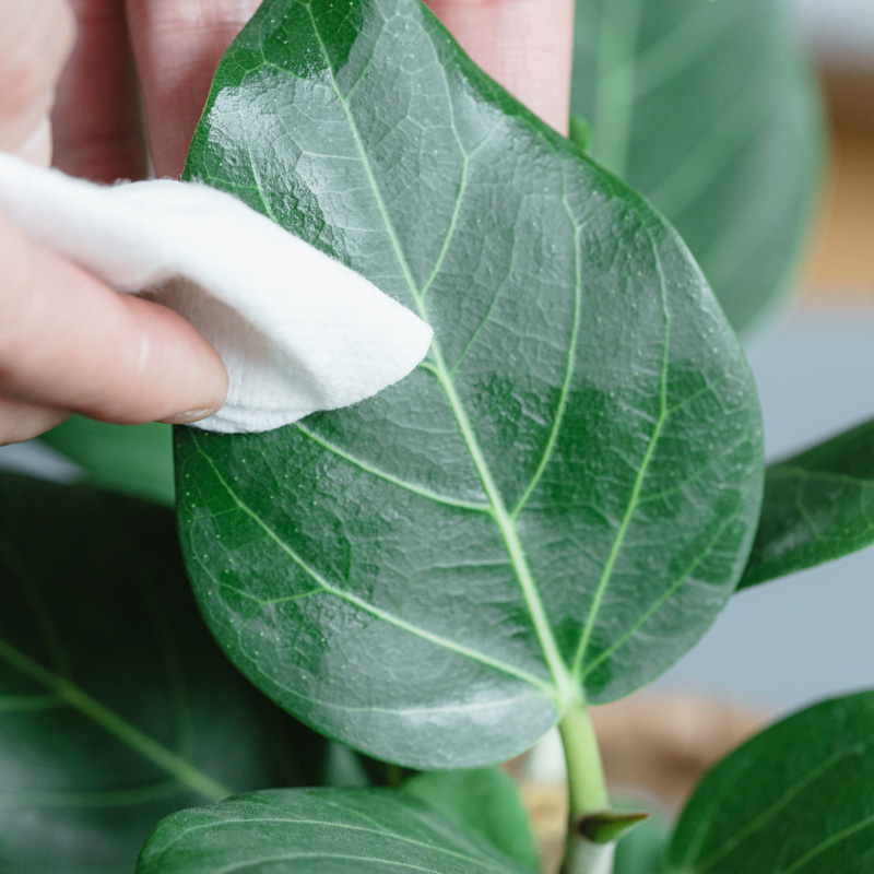 青花 葉形 三足 筆洗 匙付(A887) MY PLANTS/葉をきれいにするシート | 青山フラワーマーケット｜花束