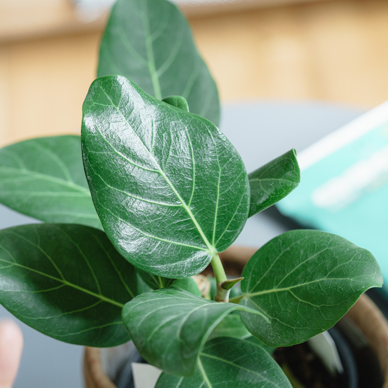 504mi44☆色無地 地紋 植物文 葉 くすんだ辛子色☆美品 504mi44☆色無地 地紋 植物文 葉 くすんだ辛子色☆美品 - メルカリ