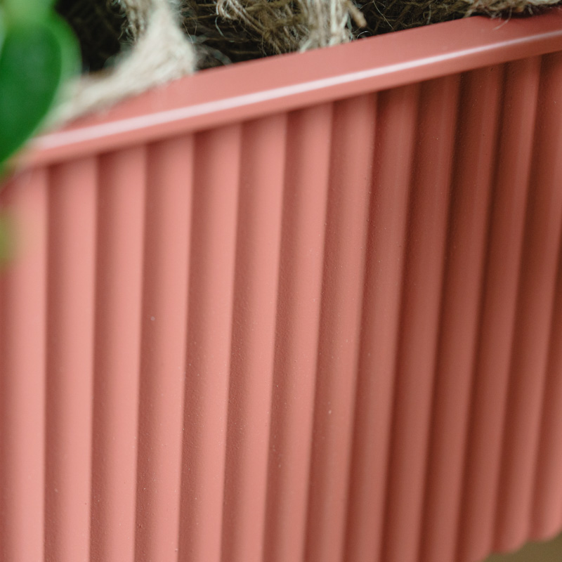 ペペロミア・セルペンス/neulo(ニューロ)/イーリア・プラントボックス