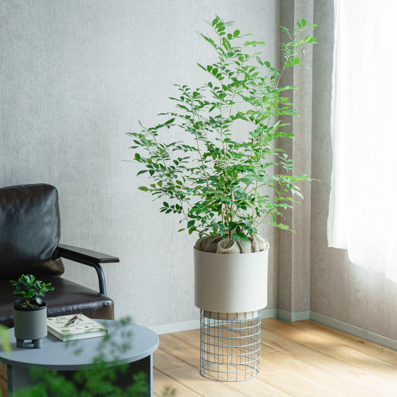 花・観葉植物用ポット フェルム シリンダー キャスター付き L 40/B 1個入り fe-701a13c [KTp201]（代引き不可）