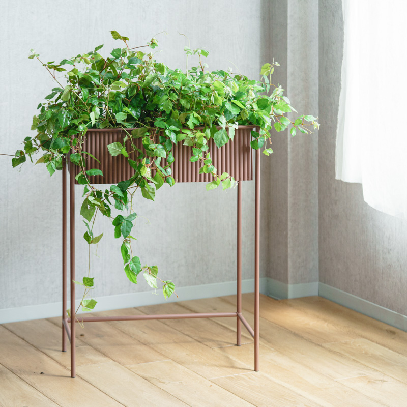 グレープアイビー/neulo(ニューロ)/イーリア・プラントボックス L