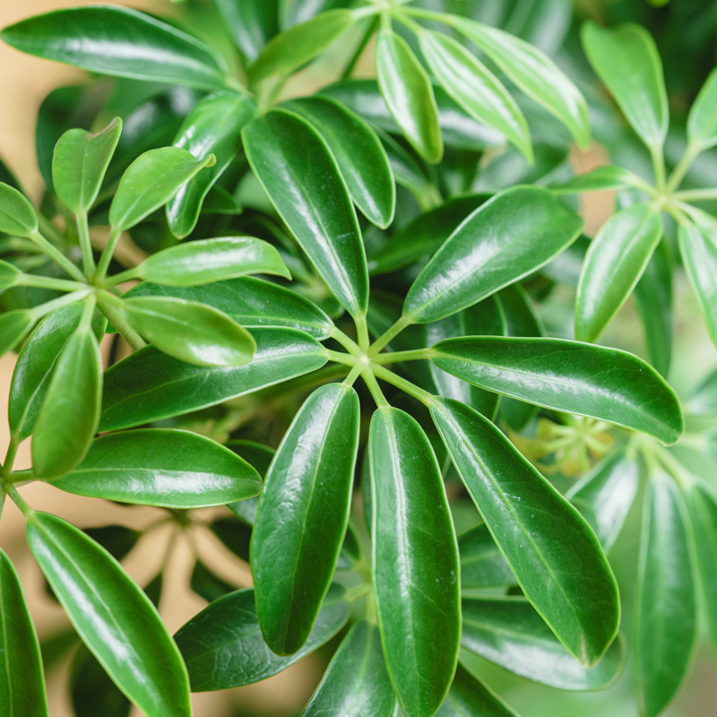 シェフレラ・コンパクタ/murmures(ミュールミル)/リア L grey | 青山