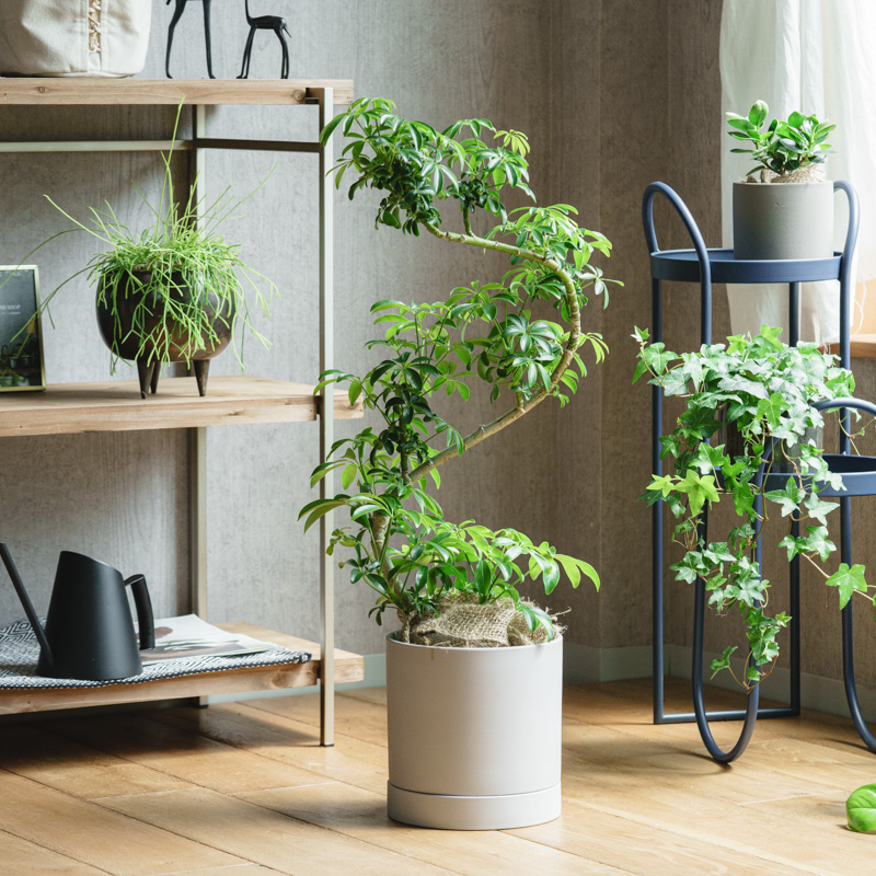 シェフレラ・コンパクタ/murmures(ミュールミル)/リア L grey | 青山