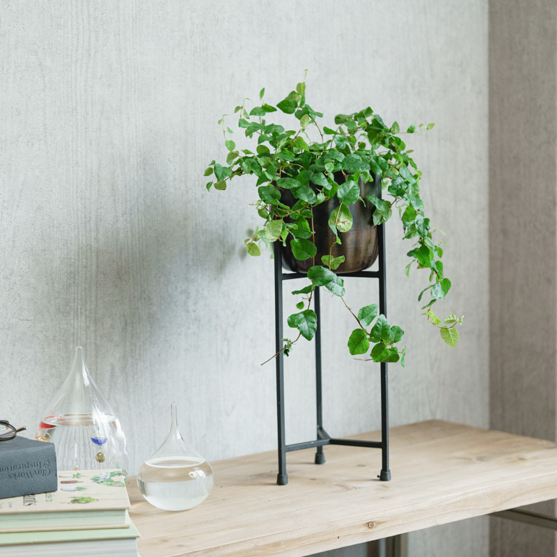 花出品 彩りを与えてくれる植物 | 青山フラワーマーケット | 青山