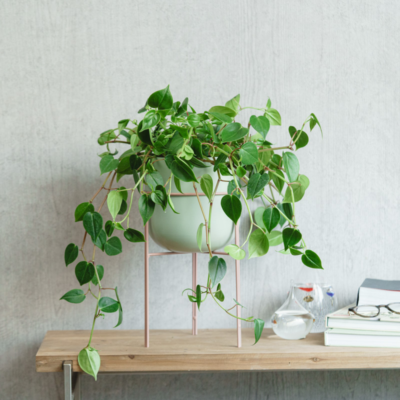 ペペロミア・セルペンス/neulo(ニューロ)/アトモス・スタンドポット