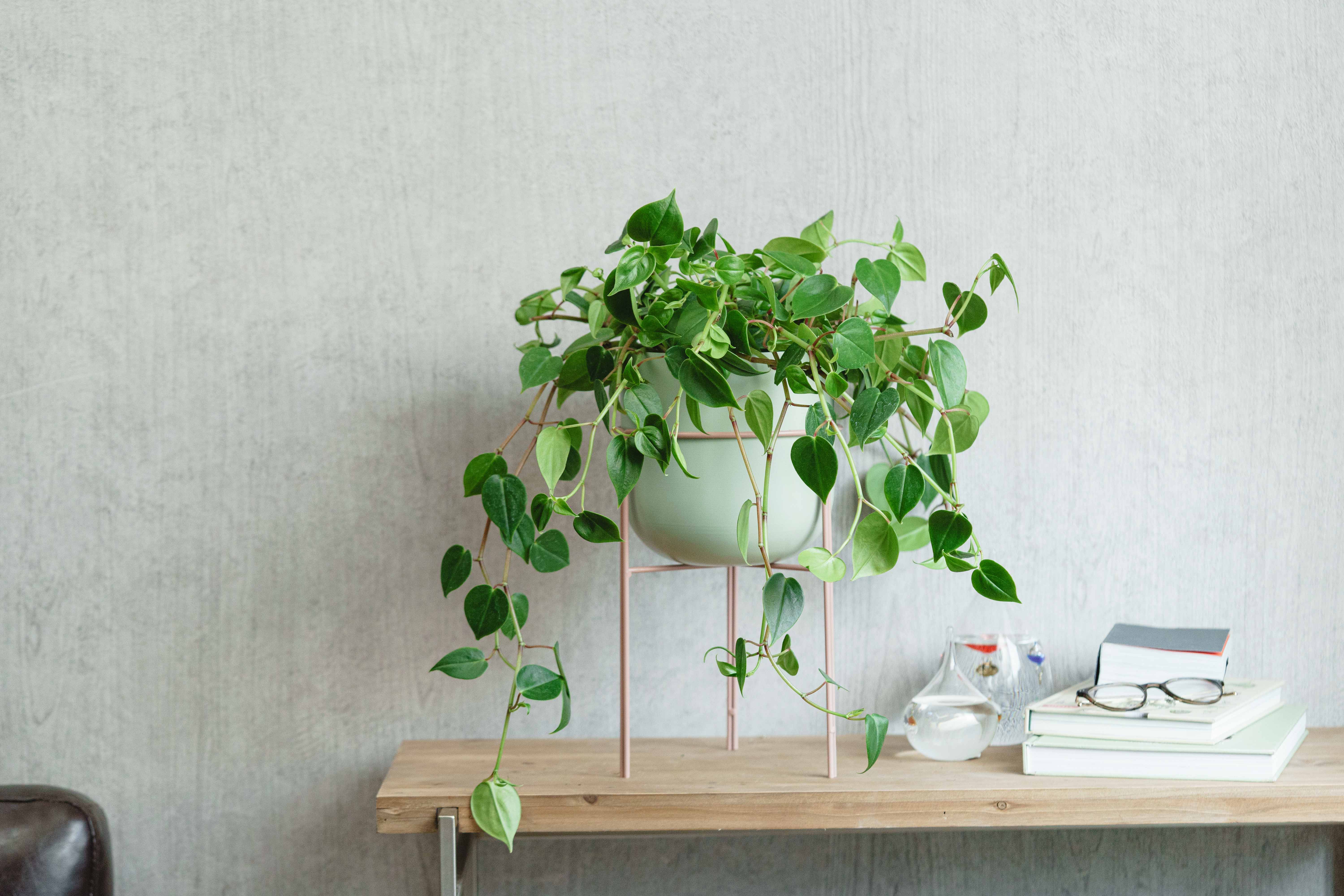 ペペロミア・セルペンス/neulo(ニューロ)/アトモス・スタンドポット