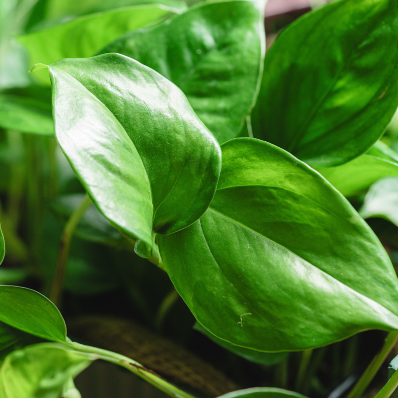 モンステラ・ポトス Non Green モンステラ・ポトス Non Green モンステラ・ポトス 緑と黄色の