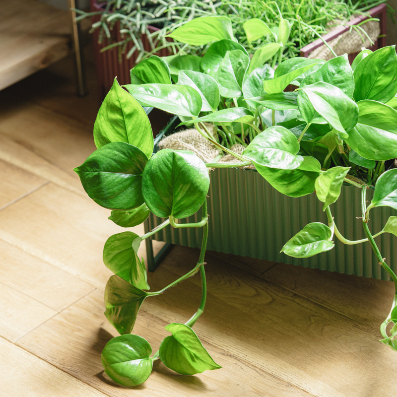 モンステラ・ポトス Non Green Amazon | 園芸支柱 モスポール モンステラ観葉植物 ポトス ヘゴ