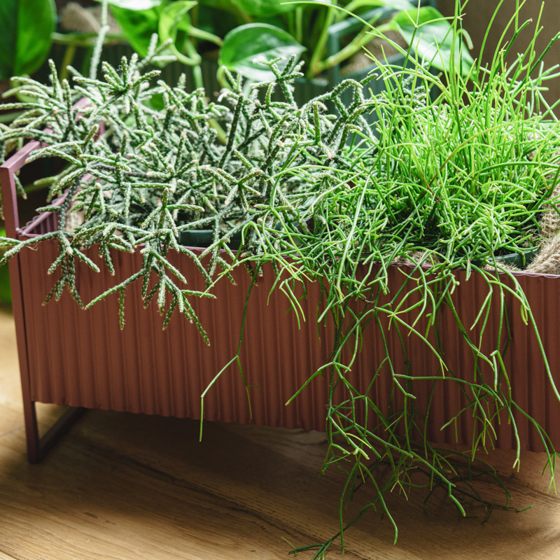 リプサリス /neulo(ニューロ)/バドル・ロープラントボックス L | 青山