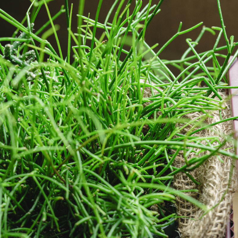 リプサリス /neulo(ニューロ)/バドル・ロープラントボックス L | 青山