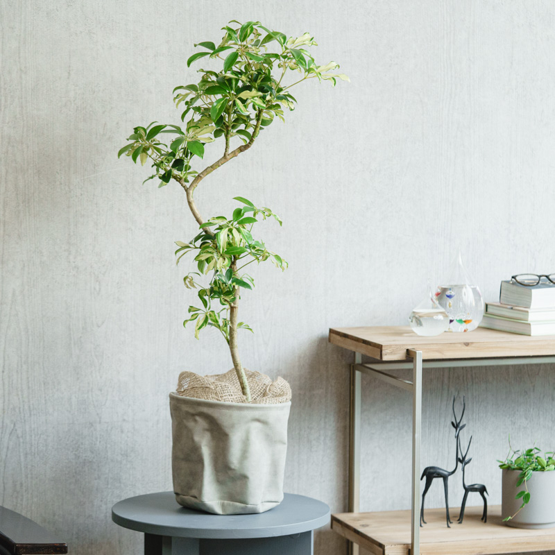 お値下げ済み即決価格✧　青山フラワー✧　エダベース✧ 試しのみの新品同様 青山フラワーマーケット｜花束・ギフトのオンラインショップ