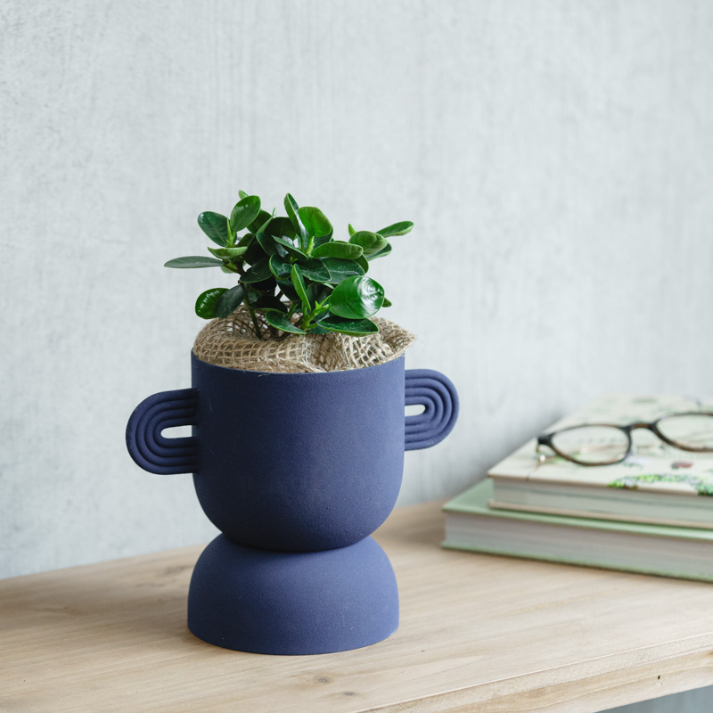 パンダガジュマル/FARM(ファーム)/アポレナ Blue | 青山フラワー