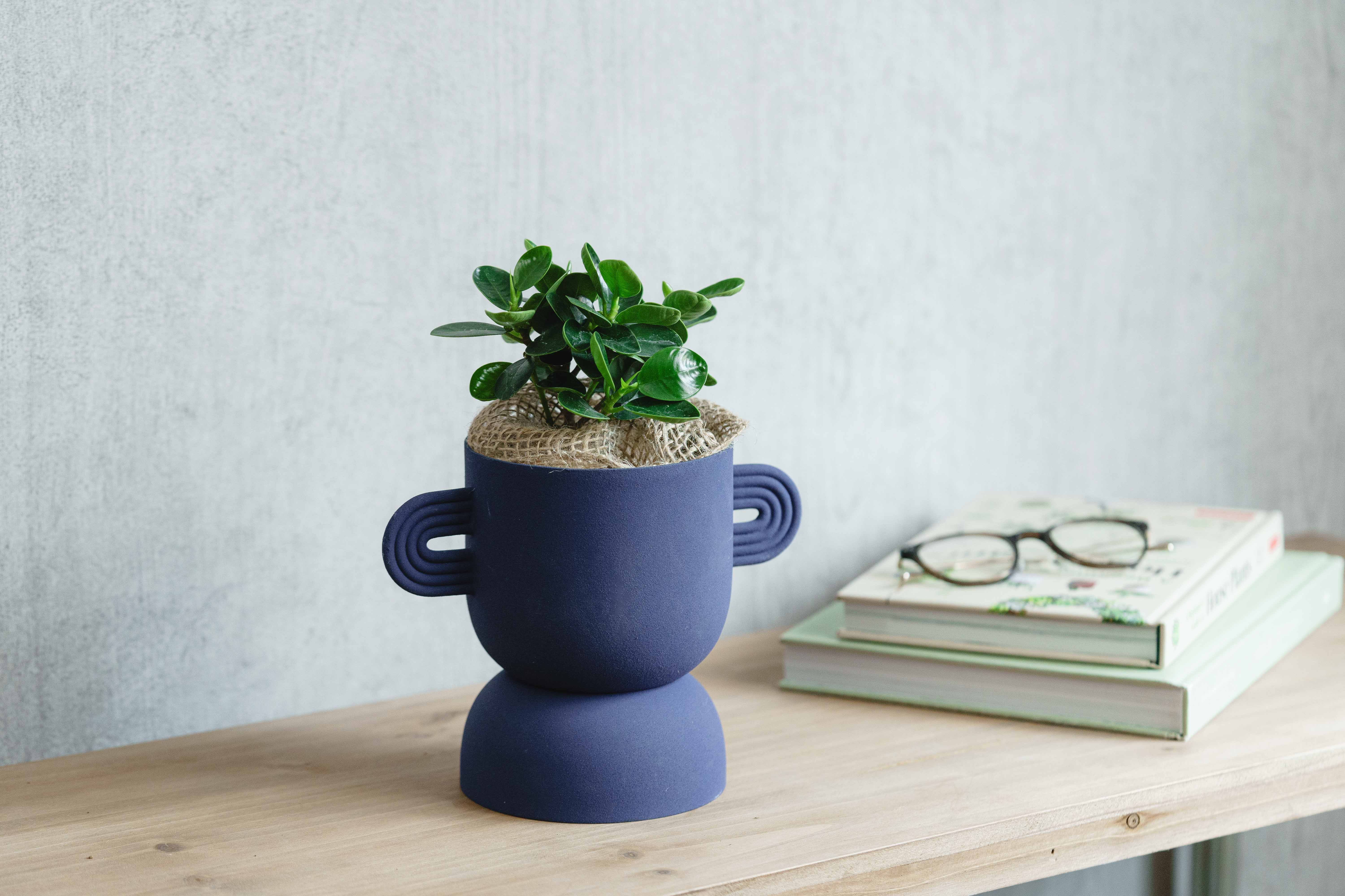 パンダガジュマル/FARM(ファーム)/アポレナ Blue | 青山フラワー