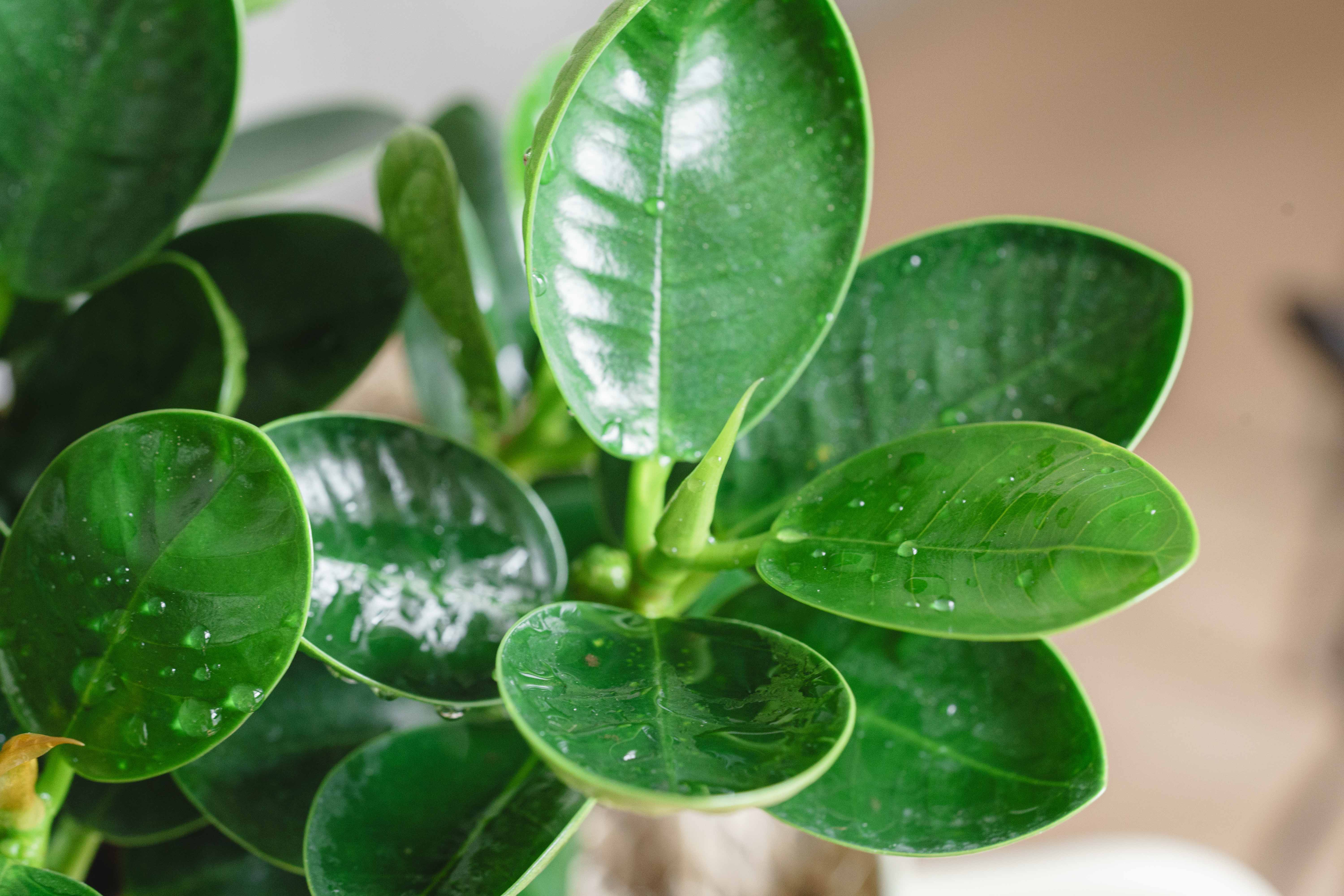 研究用7年目◽️パンダガジュマル◽️実生 研究用7年目◽️パンダ