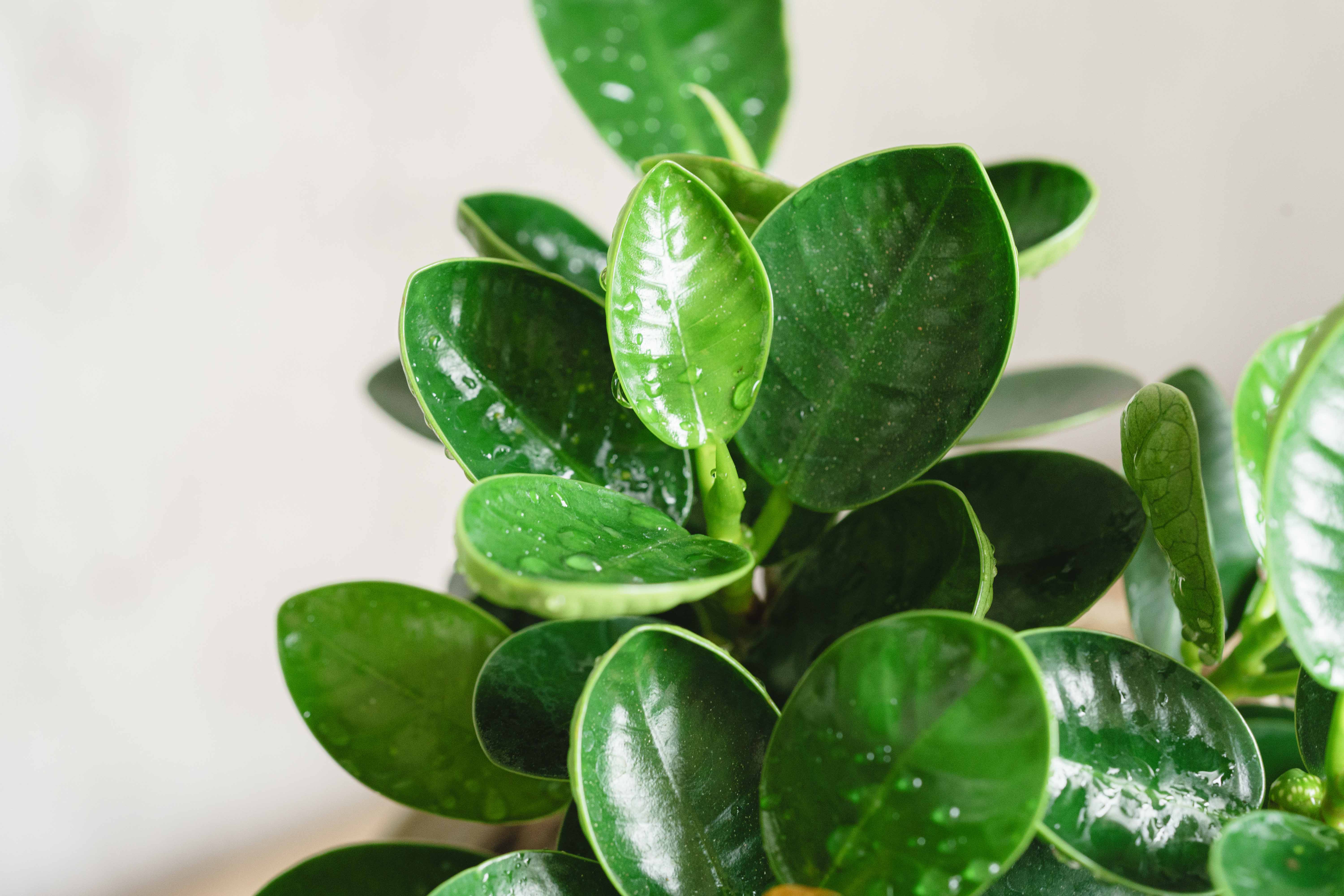 パンダガジュマル/FARM(ファーム)/アポレナ Blue | 青山フラワー