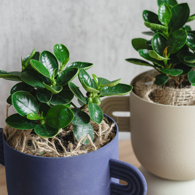 パンダガジュマル/FARM(ファーム)/アポレナ Blue | 青山フラワー