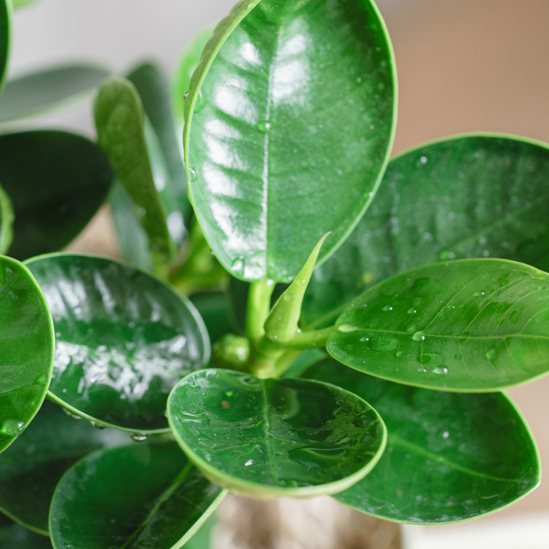 パンダガジュマル/FARM(ファーム)/アポレナ Blue | 青山フラワー