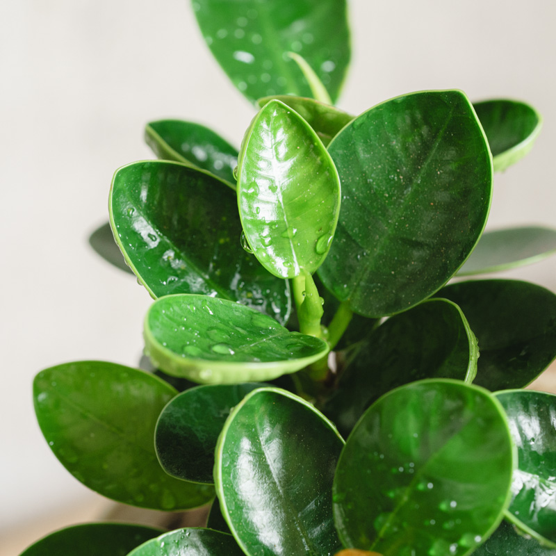 パンダガジュマル/FARM(ファーム)/アポレナ Blue | 青山フラワー