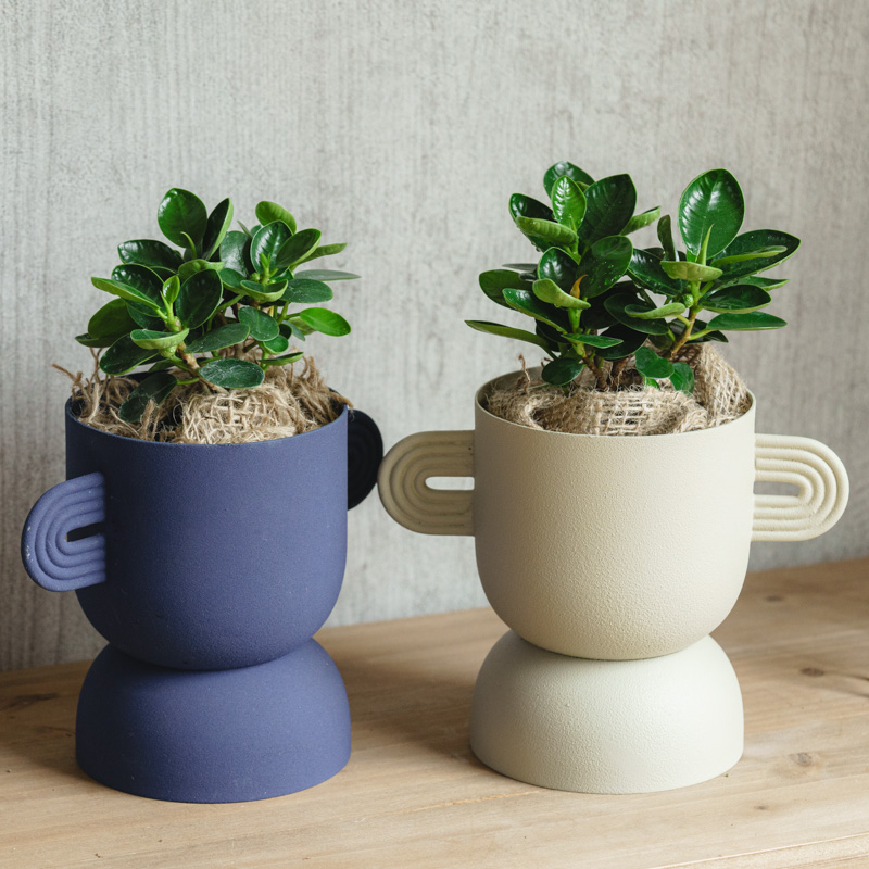 パンダガジュマル/FARM(ファーム)/アポレナ Blue | 青山フラワー