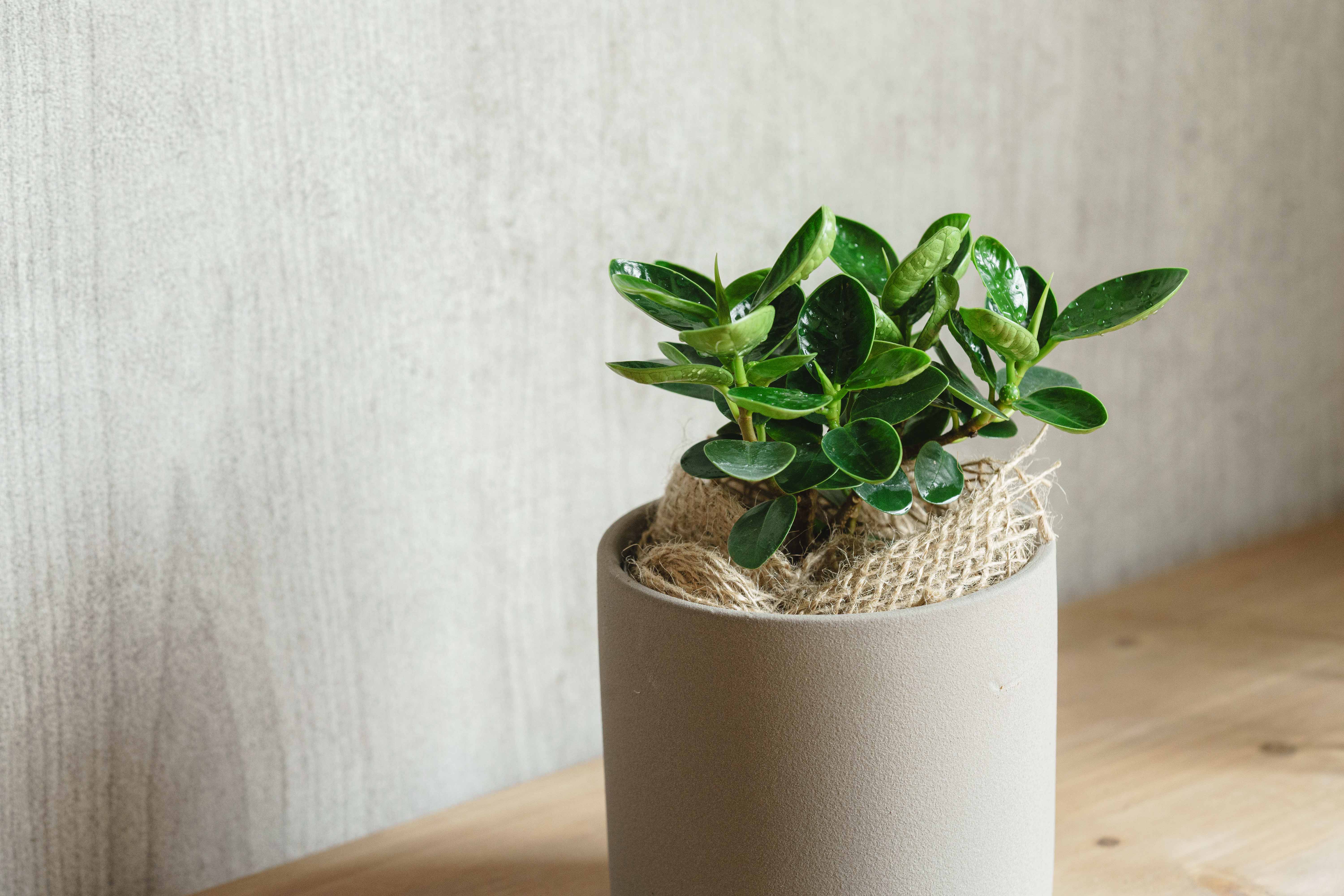 値下げしました！　パンダガジュマル極太幹　A パンダガジュマル/青山フラワーマーケット/SOL(ソル) Gray | 青山