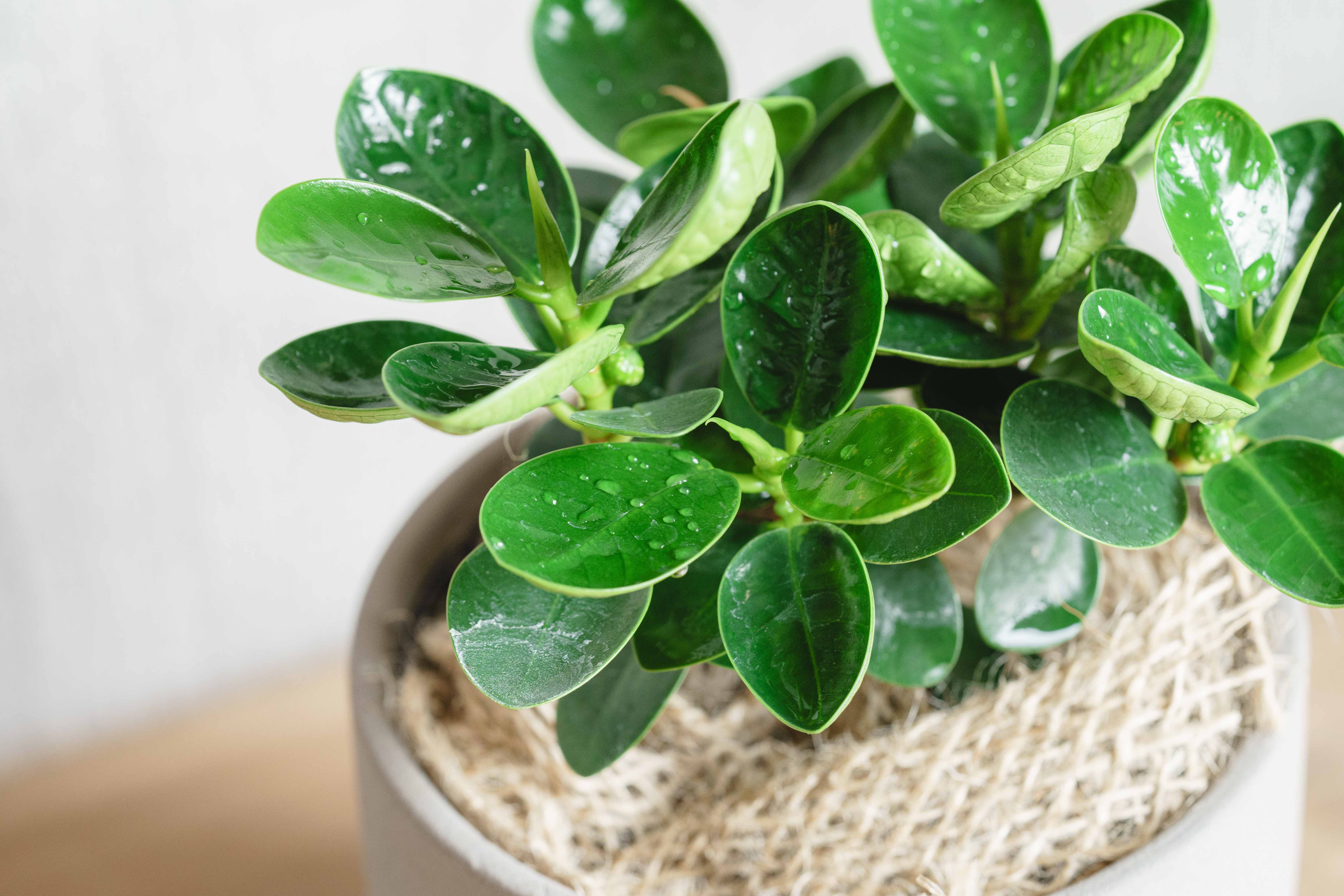 パンダガジュマル/青山フラワーマーケット/SOL(ソル) Gray | 青山