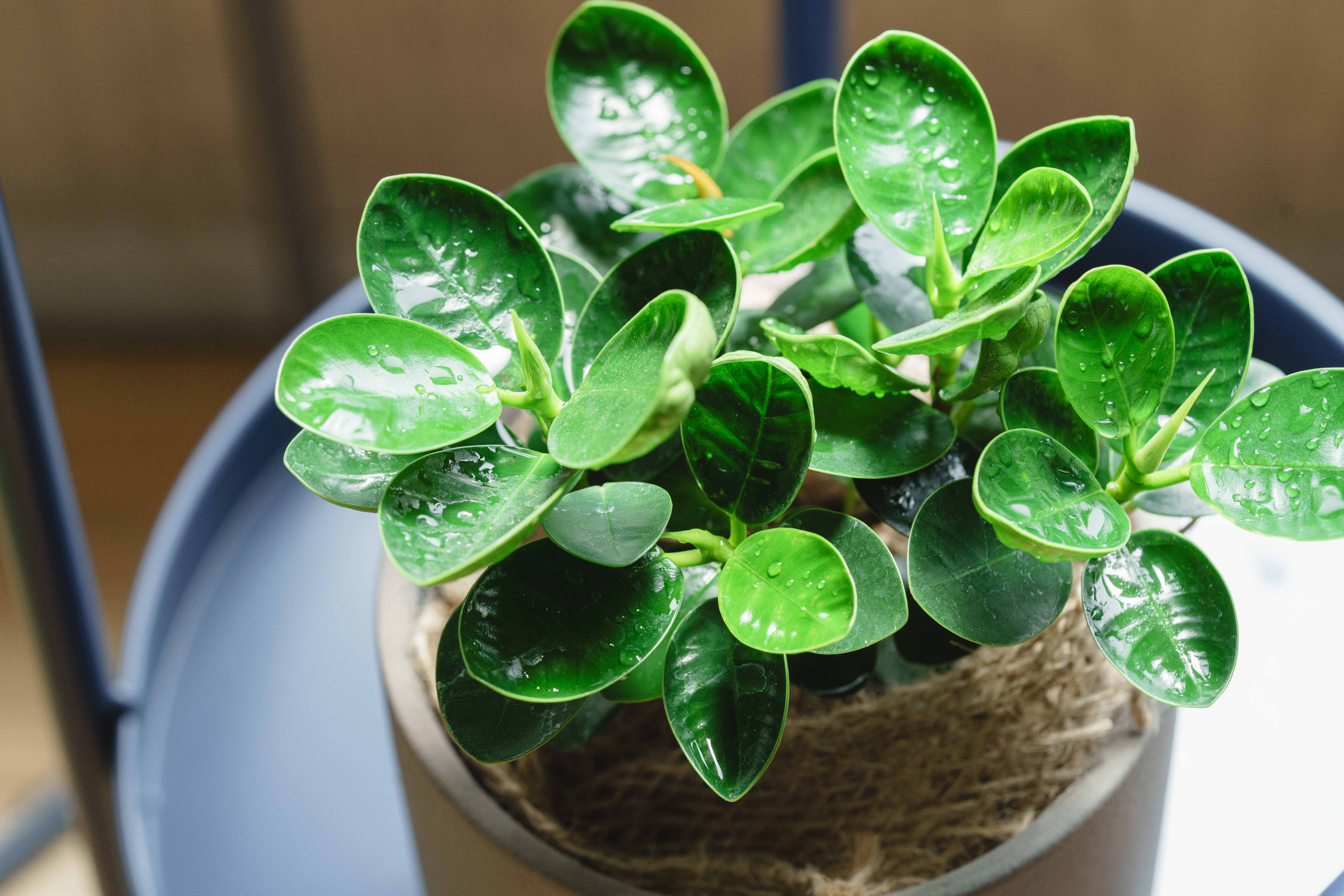 パンダガジュマル　希望の商品を選べます パンダガジュマル | 観葉植物の通販 AND PLANTS (アンドプランツ)