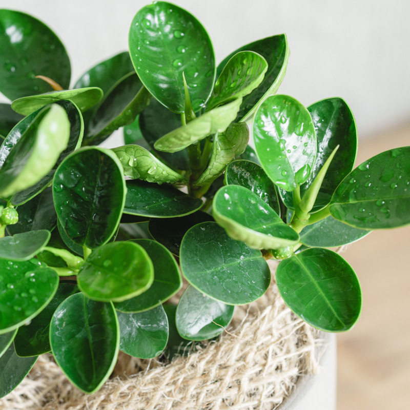 パンダガジュマル/青山フラワーマーケット/SOL(ソル) Gray | 青山