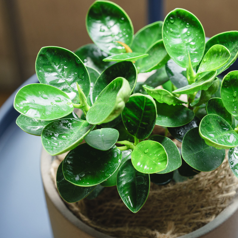 パンダガジュマル/青山フラワーマーケット/SOL(ソル) Gray | 青山