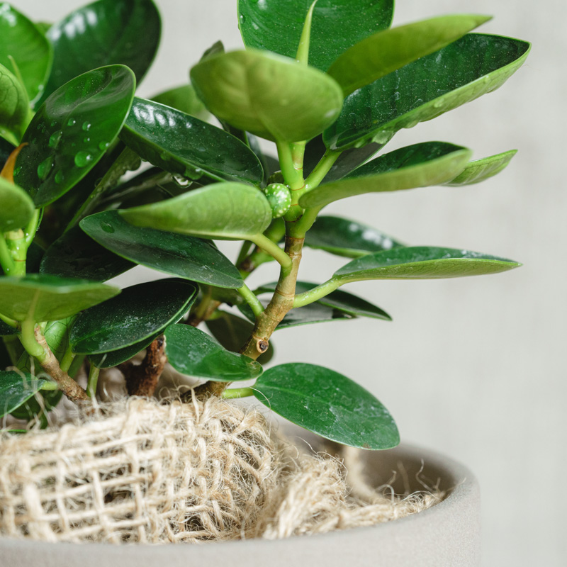 パンダガジュマル/青山フラワーマーケット/SOL(ソル) Gray | 青山