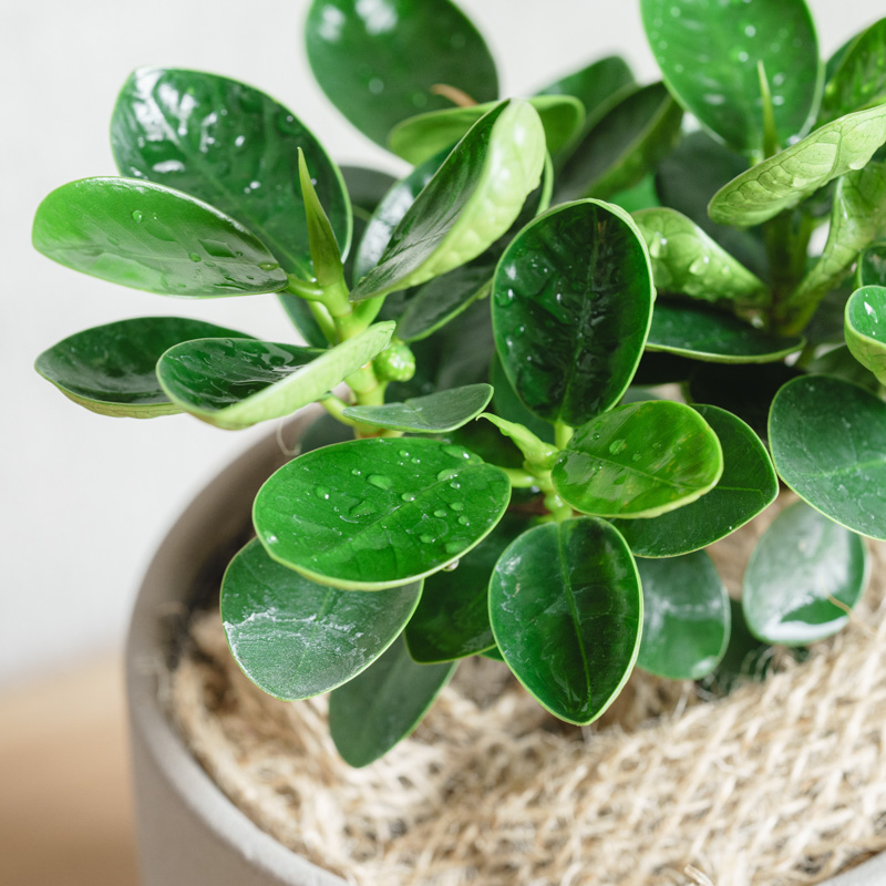 パンダガジュマル/青山フラワーマーケット/SOL(ソル) Gray | 青山