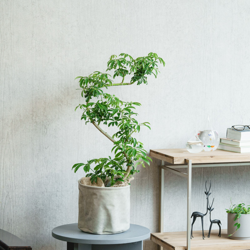 シェフレラ・コンパクタ/レザーポット 6 ashgray | 青山フラワー