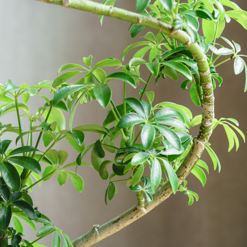 シェフレラ・コンパクタ/レザーポット 6 ashgray | 青山フラワー