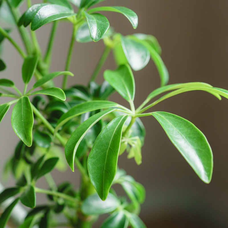 シェフレラ シェフレラ：コンパクタ5号ポット の通販 | 園芸ネット