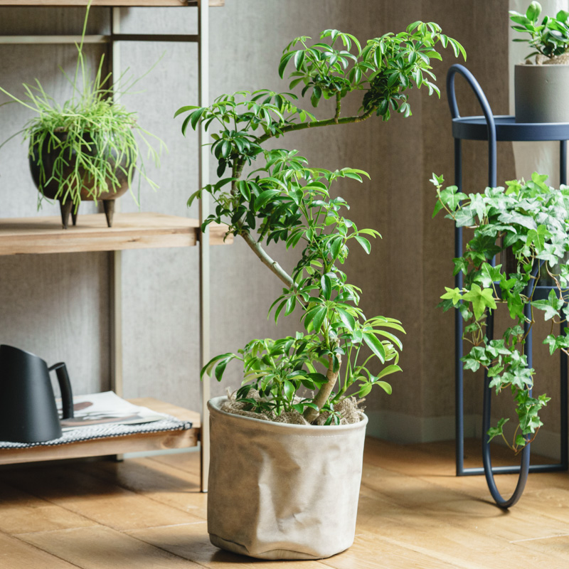 シェフレラ コンパクタ ファイバー鉢 お皿付き シェフレラ コンパクタ ファイバー鉢 お皿付き