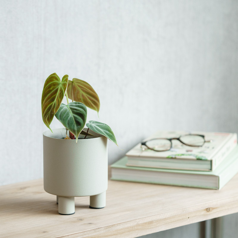 フィロデンドロン　ワルセヴィッチ　フィロデン　受け皿付き　高さ約80cm(現物) フィロデンドロン ワルセヴィッチ フィロデン 受け皿付き 高さ約80cm