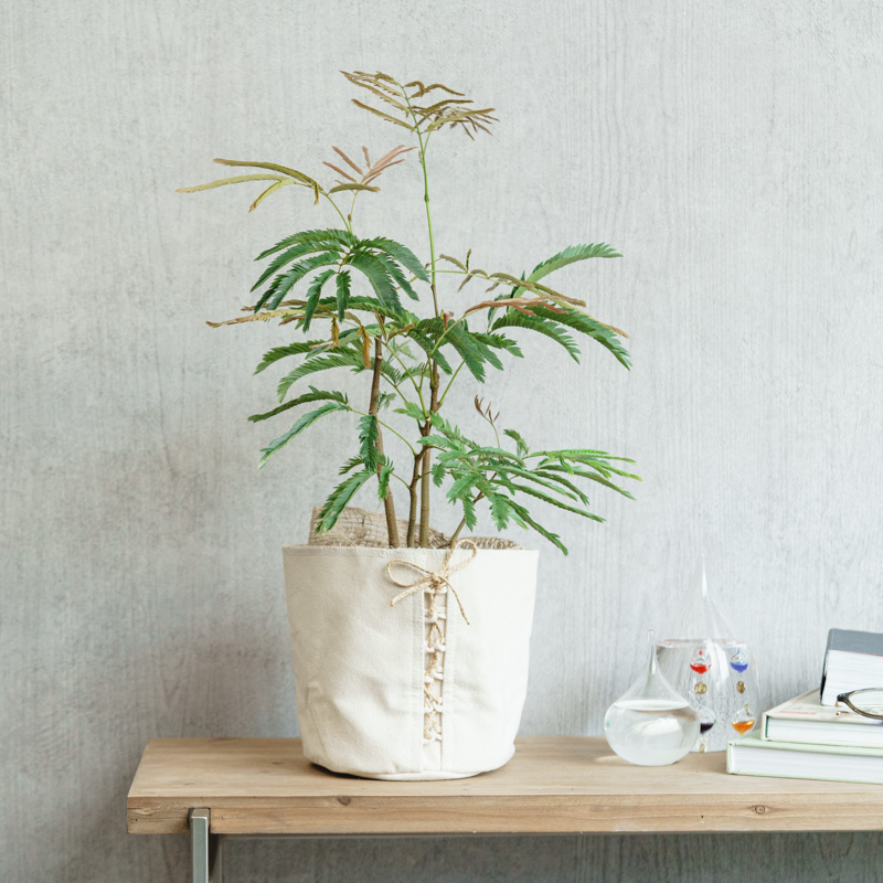 シックなグレージュ♦️箱入り 花瓶♦️未使用♦️補償付♦️元箱発送♦️送料込 シックなグレージュ♦️箱入り 花瓶♦️未使用♦️補償付♦️元