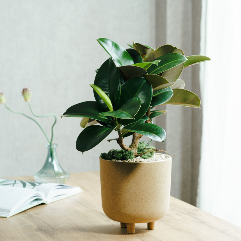 フィカス・エラスティカ（ゴムの木）約1.5メートル フィカス・エラスティカ（ゴムの木）約1.5メートル FICUS