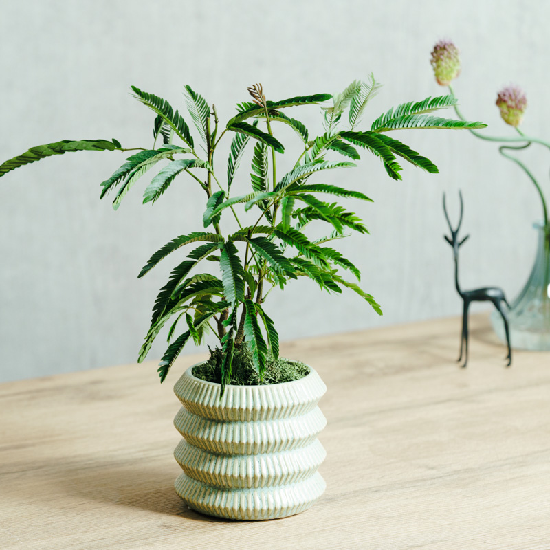 観葉植物 | 青山フラワーマーケット | 青山フラワーマーケット｜花束