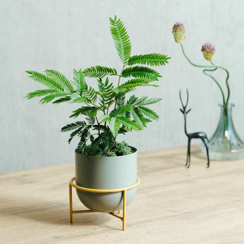 幹太エバーフレッシュ blossom flower and green shop オンライン販売】6年掛けて生産された極上のエバーフレッシュを
