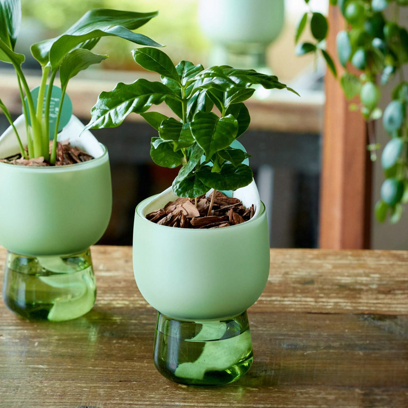 お*す様 【大型】コーヒーの木1m以上コーヒーの花のつぼみあり お*す様 【大型】コーヒーの木1m以上コーヒーの花のつぼみあり