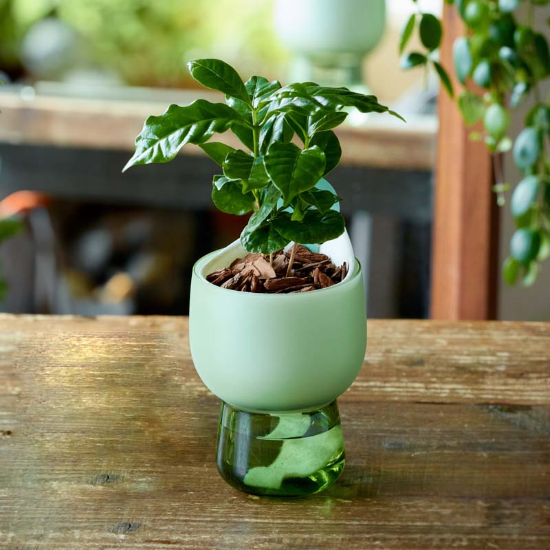 jun　コーヒーの木 jun コーヒーの木 コーヒーの木 6号 | 観葉植物 | 送料無料で