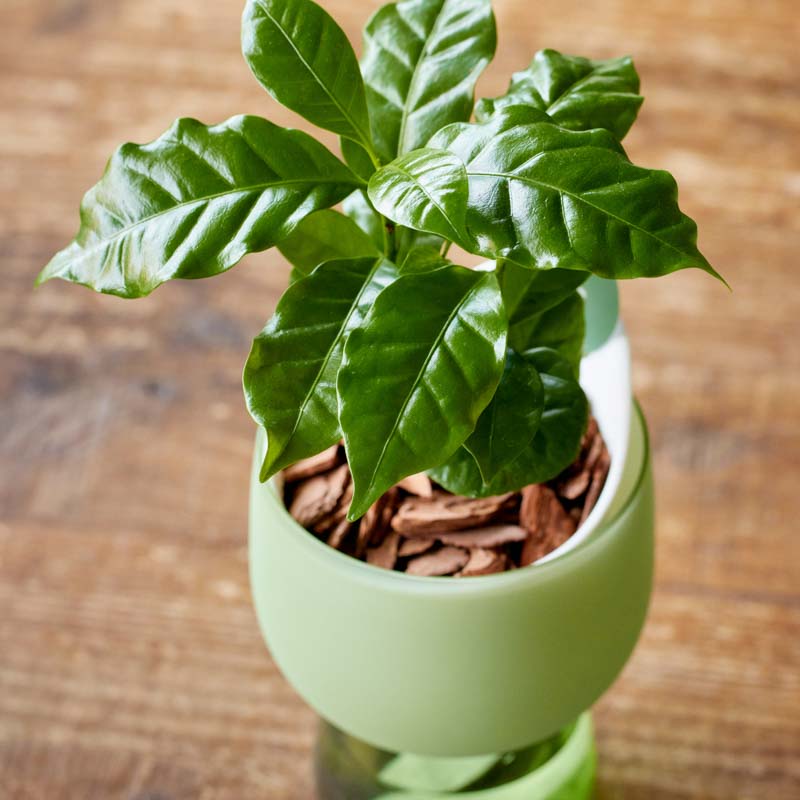 コーヒーの木/青山フラワーマーケット/sui sai/Green | 青山