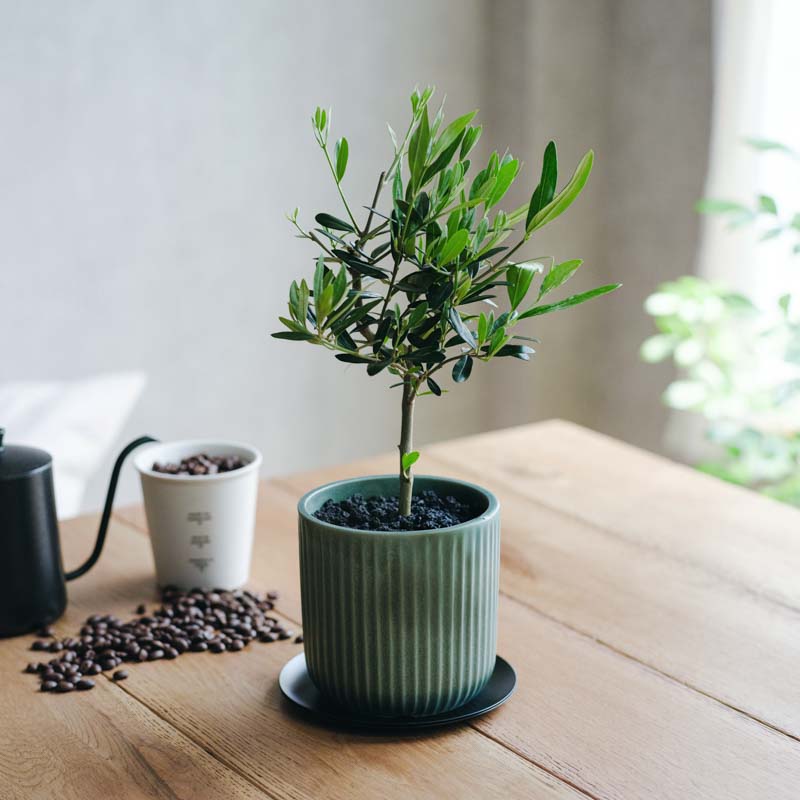 観葉植物 | 青山フラワーマーケット | 青山フラワーマーケット