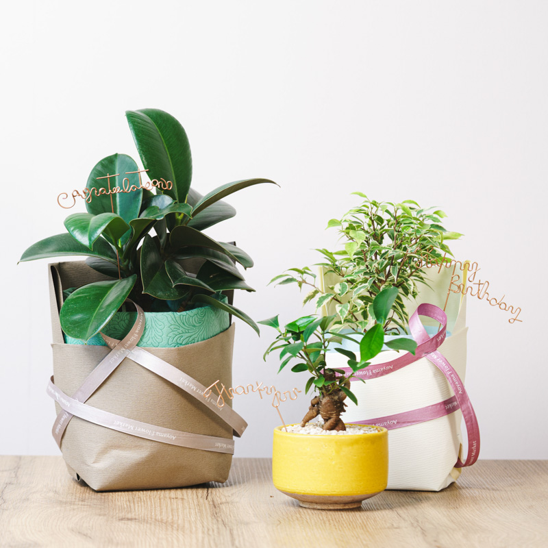 観葉植物とのセットにおすすめ】ハッピーバースデーピック（HAPPY