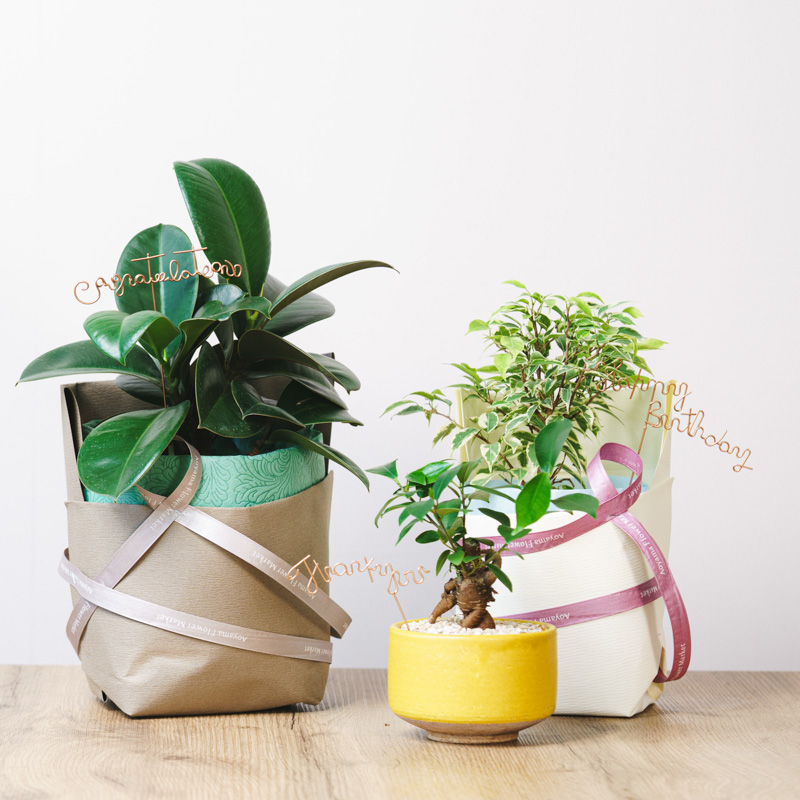 観葉植物とのセットにおすすめ】コングラチュレーションピック