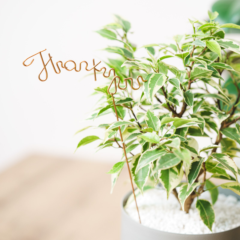 観葉植物とのセットにおすすめ】サンキューピック（Thank you） | 青山